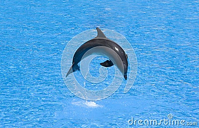 Dolphin in a jump