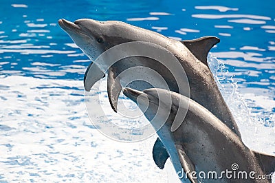 Dolphin jump