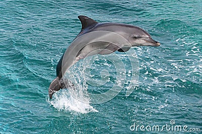 Dolphin Jump