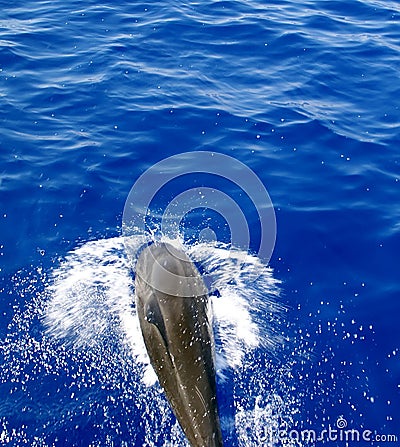 Dolphin jump out of the water