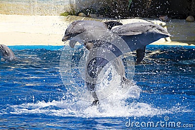 Dolphin jump out of the water in pool