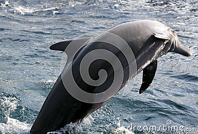 Dolphin jumping out of water