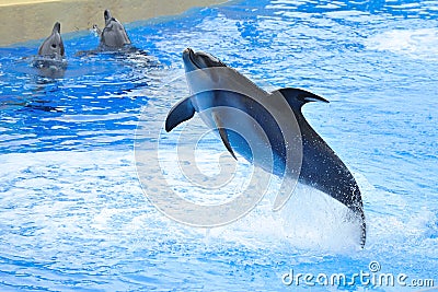 Dolphin Jumping in the Pool