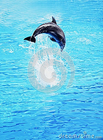 Dolphin jumping in the sea