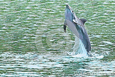 Dolphin jumping of the sea