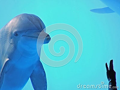 Dolphin in ocean world
