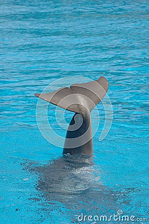 Dolphin Tail Stock Images - Image: 4038304