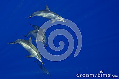 Dolphins Close to you while swimming in the deep blue sea scuba diving