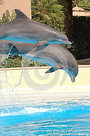 Dolphins diving