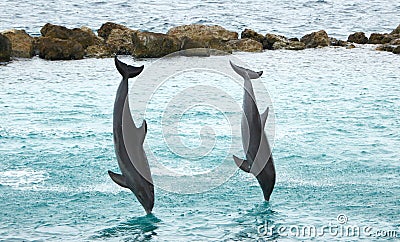 Dolphins giving a jump and dive show