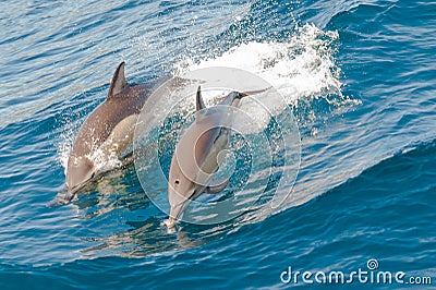 Dolphins jumping