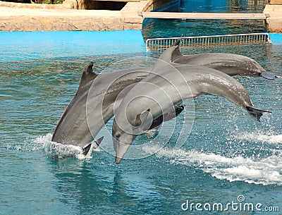 Dolphins Jumping