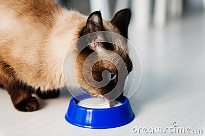 Domestic cat drinking milk