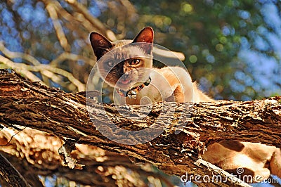 Domestic cat stalking birds high up top in tree