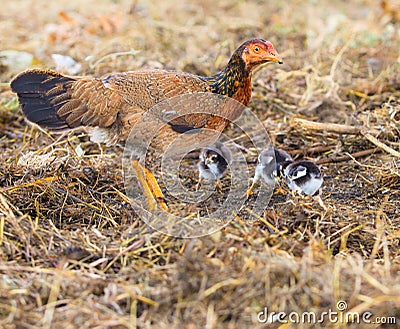 Domestic livestock hen chicken feeding with baby chicken on fiel