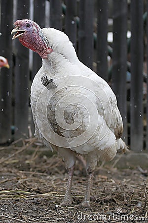Domestic turkey
