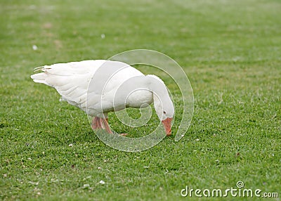 Domestic white duck are raised for meat and egg
