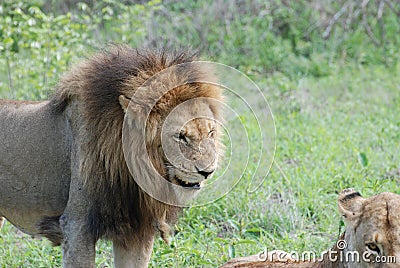 Dominant male lion