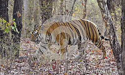 Dominant Male of Royal Bengal Tiger