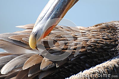 Don t feed the birds