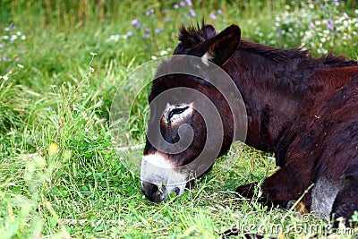 A donkey