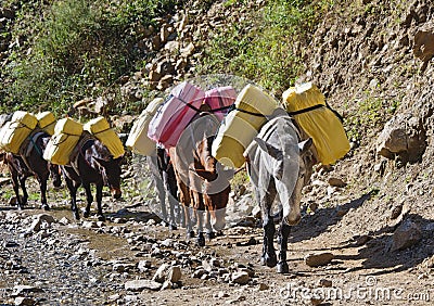 Donkey caravan in mountains of Nepal