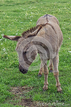 Donkey at the farm 2