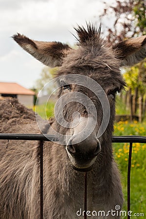 Donkey in a Field in sunny day