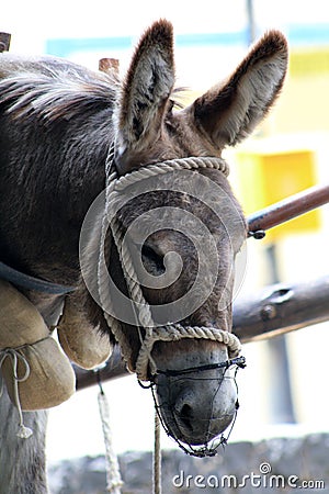 Donkey head