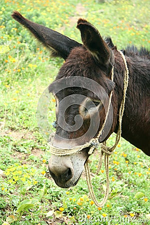 Donkey head