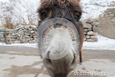 Donkey head close up