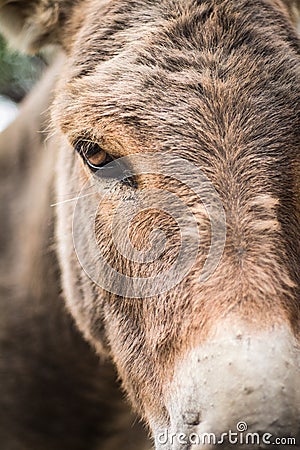 Donkey head - close-up