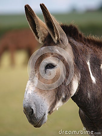 Donkey Head shot