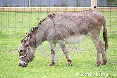 Donkey in the pet zoo