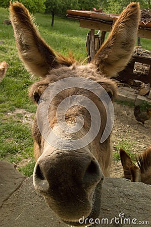 Donkey Saying Hello