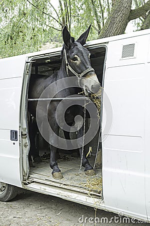 Donkey in van
