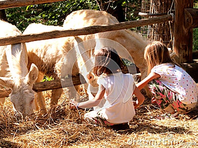 Donkeys and childs in the Zoo Park of Poppi