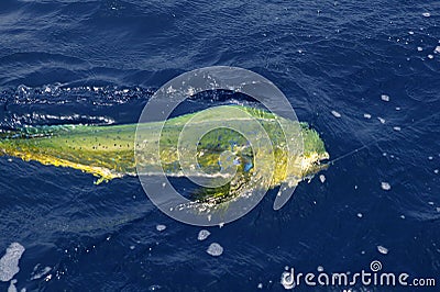 Dorado colorful fish sport saltwater