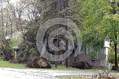 Double tree whammy from hurricane Sandy