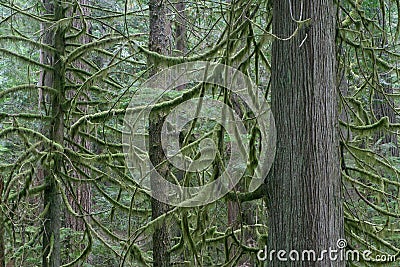 Douglas Fir trees in Rain Forest