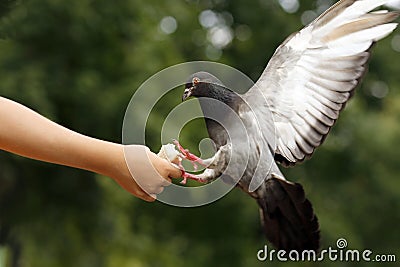 Dove on the child hand