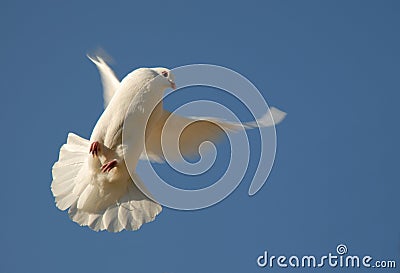 Dove In Flight