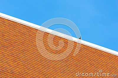 Dove on the Orange Roof