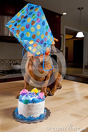  Birthday Cake on Doxie Dog Birthday Cake Gift 15115497 Jpg