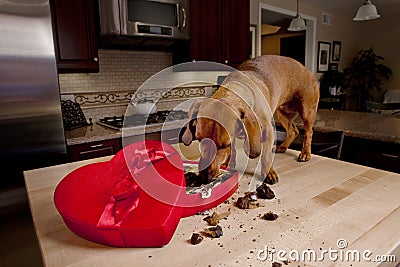 Doxie dog eating chocolates from heart shaped box