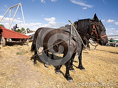Draft horses pull the cable.