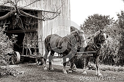 Draft Horses Pulling Farm Cart out of Amish Barn
