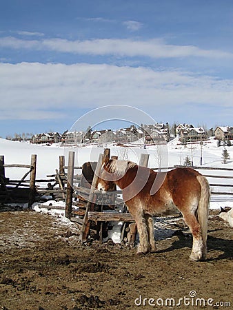 Draft horses in stable yard