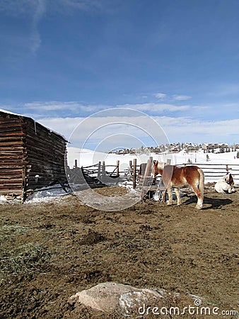 Draft horses in stable yard