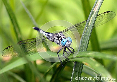 Dragon fly